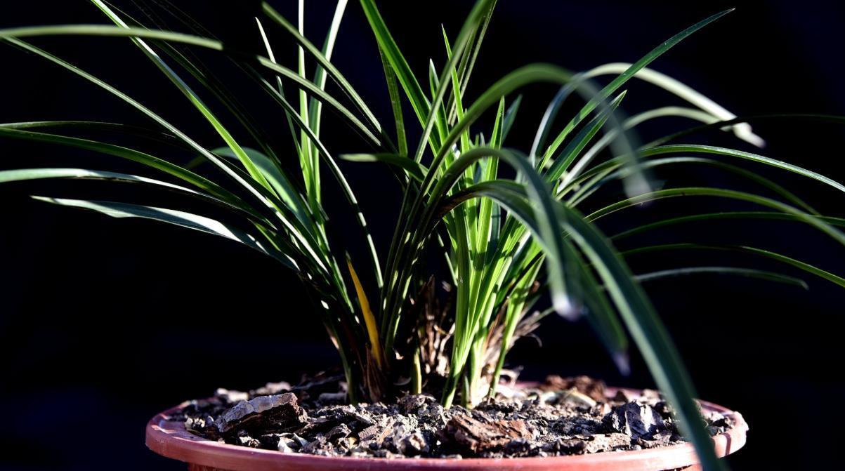 种活兰花不难,养好兰花却不易,十分钟读懂兰花该如何养护