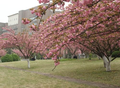 录取|国内大学录取分排名，前20名几乎都在一线城市，只有3所例外