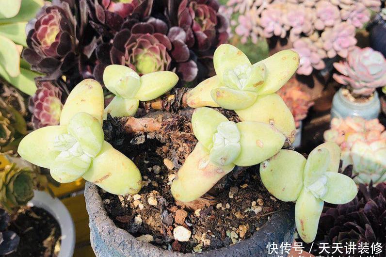 茎秆|多肉底部的枯叶该摘掉吗?当然要摘,但有些品种的枯叶不能全摘