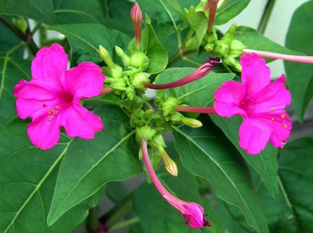 乳腺增生|白开水和它一起泡，女性多喝，乳腺增生消失了，远离妇科病