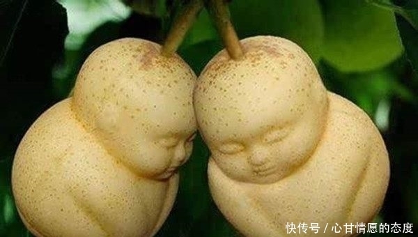 孙悟空为何要推倒人参果树,因为他一眼就看出此树的来历!