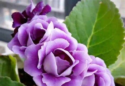 重瓣落雪泥,开花后颜色特别艳丽媲美牡丹