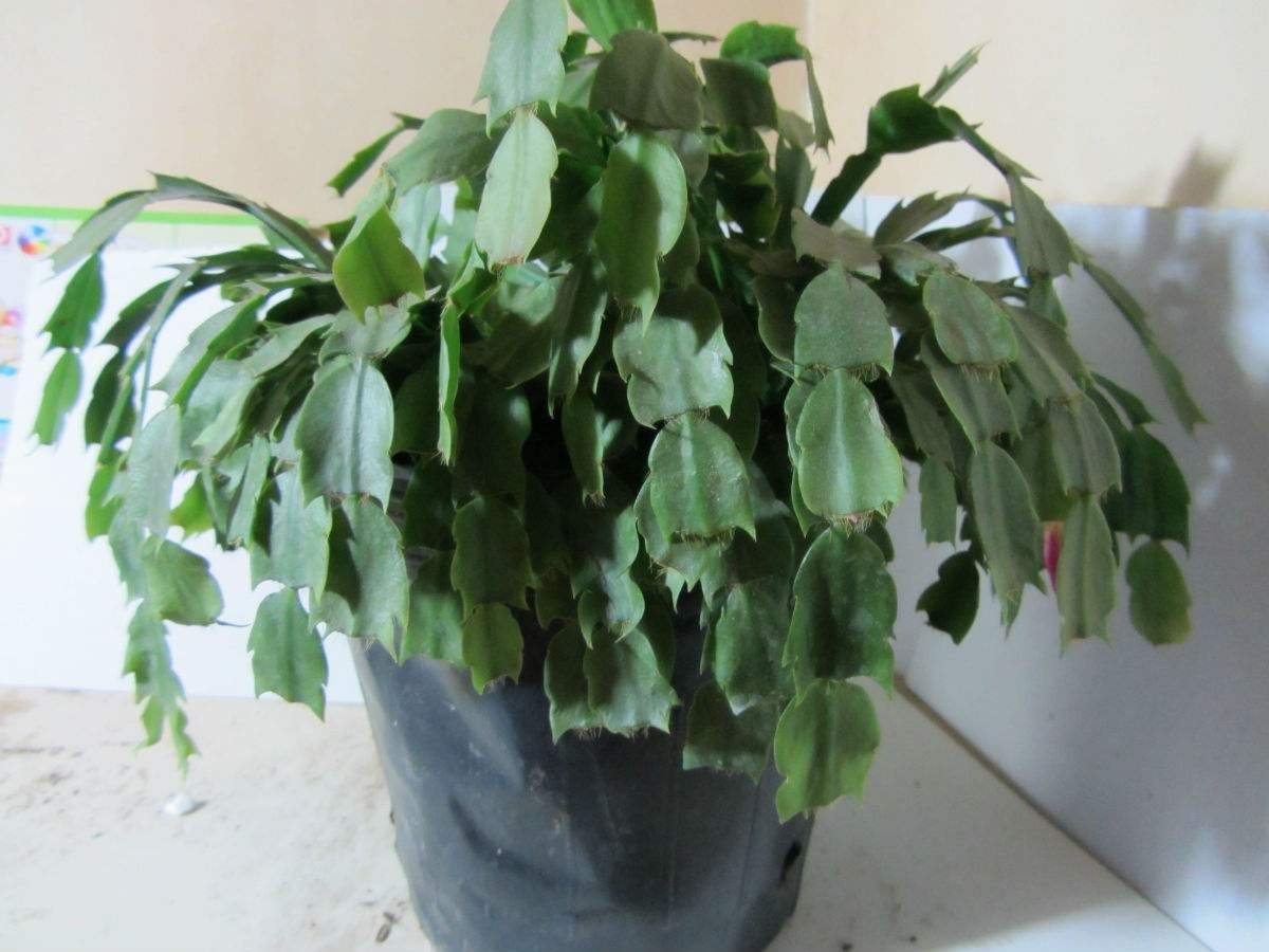 蟹爪兰叶子发蔫那不是缺水,而是根烂了!