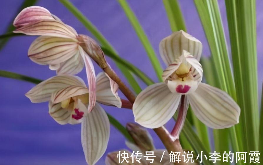 为啥有些兰花买来是红花,复花时就不红了