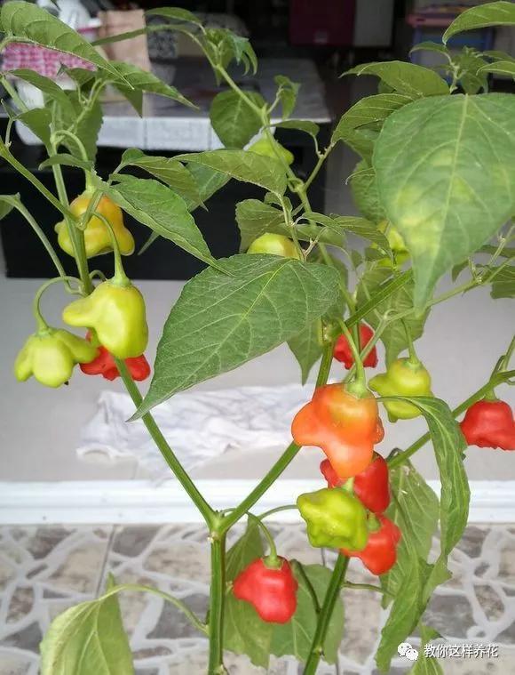 阳台种盆菜,比花还好看,结果还能吃,别提多美了