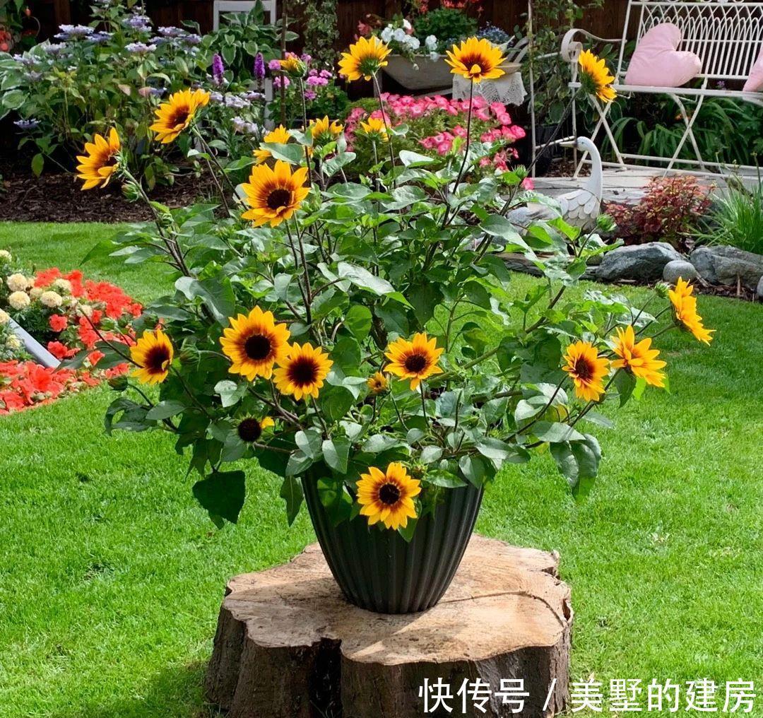 太阳花|6种“漂亮花”，七月快扦插，38度下，越热越生根，繁殖几十盆