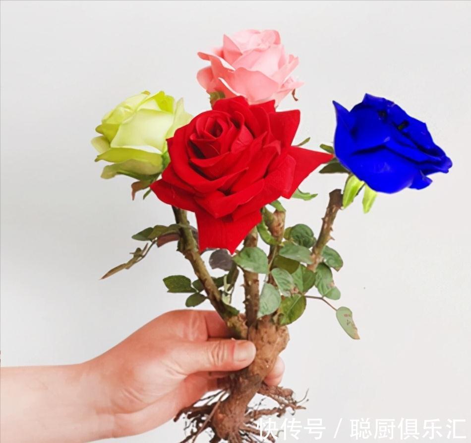 放弃月季吧,此花适合冬天养,一树10色,花期长达小半年