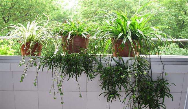 浇水|6种漂亮花,家里可以随便“养”!皮实好养、耐干旱,很容易成活