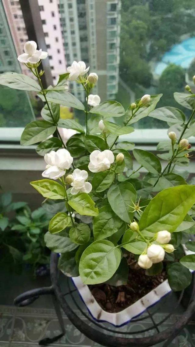 茉莉花开花少,这不是问题,教你几招,花枝都是花苞