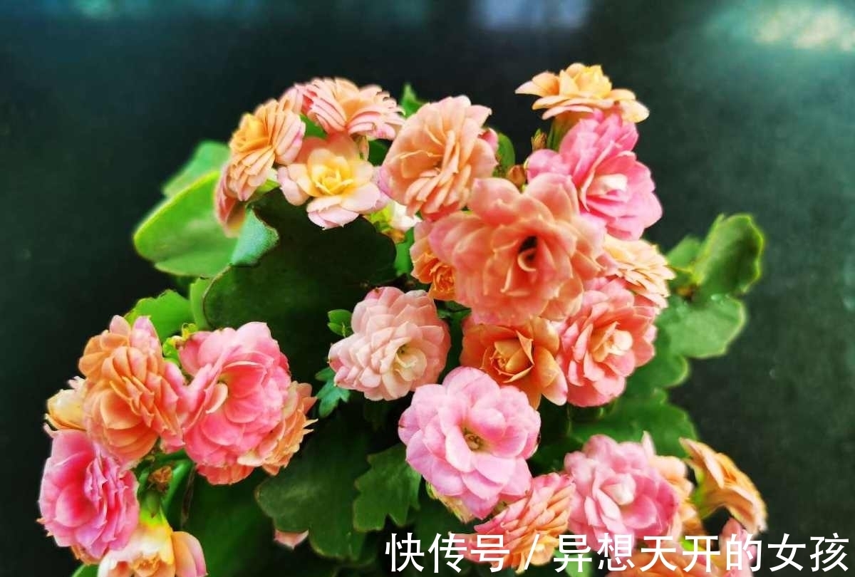 花卉|10种需要“干养”的花，不要''灌''着它们，不然全都烂根