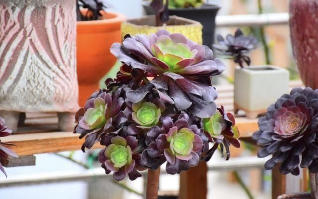 春天养法师,就因为“换了地方”,3天就变色,太漂亮了