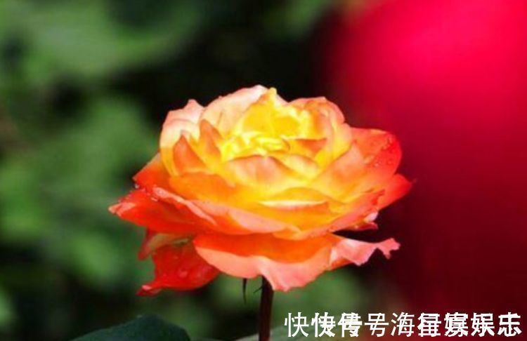 高贵优雅,此花花开缤纷靓丽,似一位高贵靓丽的小姐,妖艳迷人!