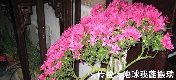 肥效性|养花时,盆底铺上30粒“它”,比鸡蛋清、骨渣都管用,养啥爆啥!