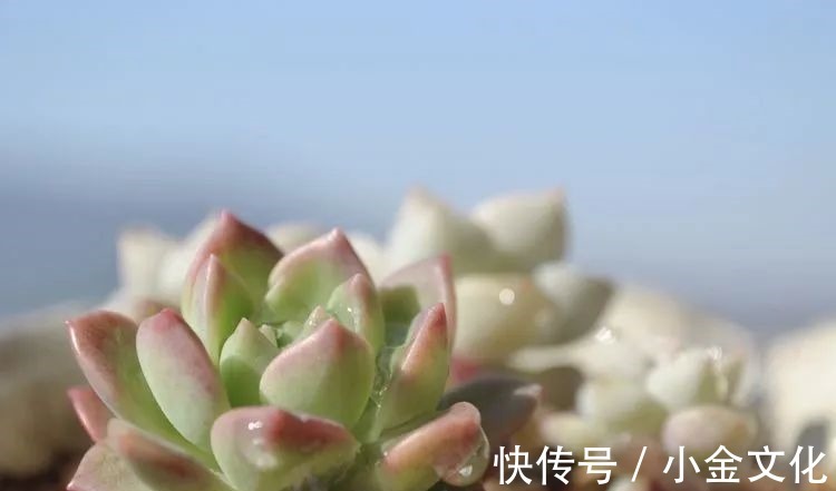 以阳光为滤镜,蓝天为背景,期待拥抱春天,拥抱自然!