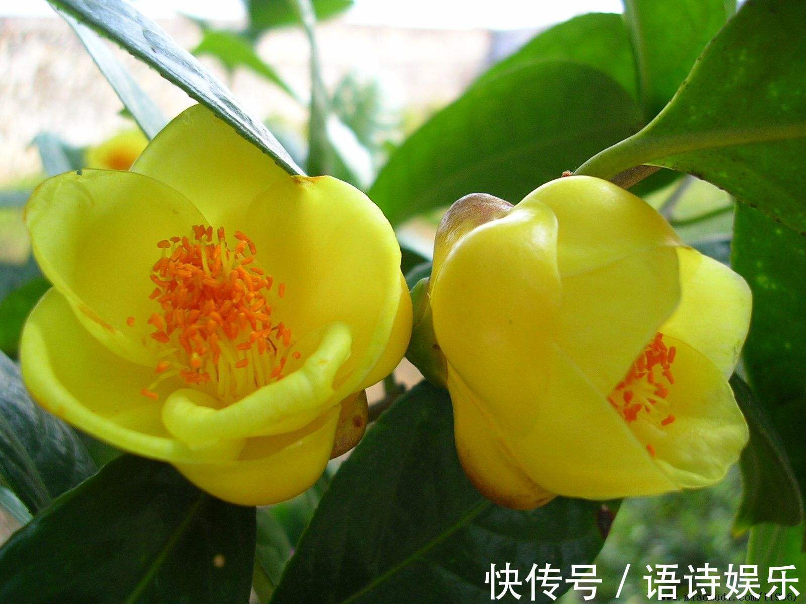 家养3种“金花”,芳香四溢又“健康”,养人又养宅,家人都喜欢