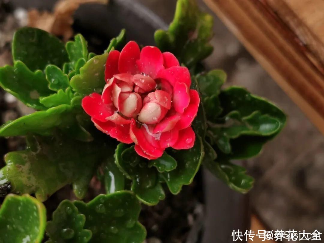 仙人球|9种花最怕下雨天，一淋雨就死，太心疼了