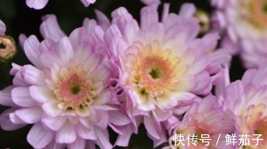 4种花号称开花能手,不用管也能繁花似锦,花色美轮美奂