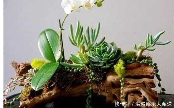 多肉植物|爷爷种花不用盆,山上捡几个老树根,种上花草多肉,简直太美啦
