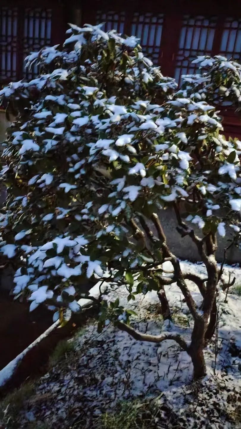 温泉节|下雪啦！峨眉山深秋初雪惊喜而至