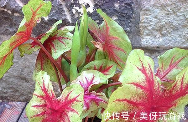 石莲花石莲花|这5盆花养在家里，活氧杀菌，都是活生生的空气净化器