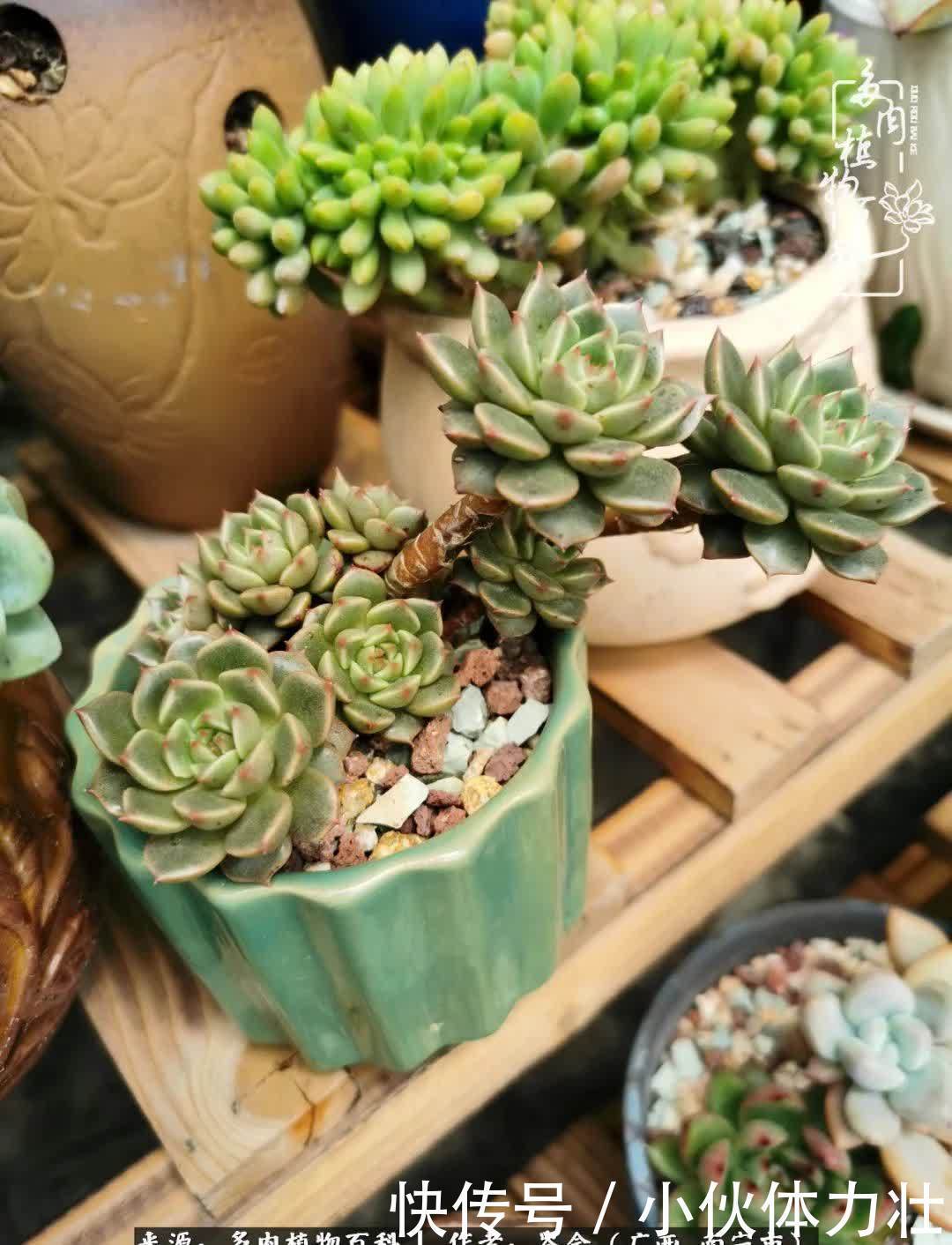 锦晃星|时光不再,人心在,多肉在!