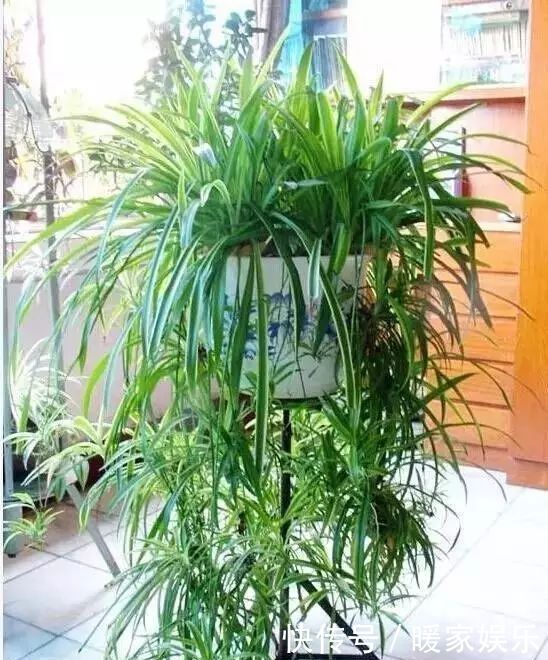 瀑布|夏季养吊兰,去掉5个误区,吊兰快速爆盆,垂吊成瀑布很简单