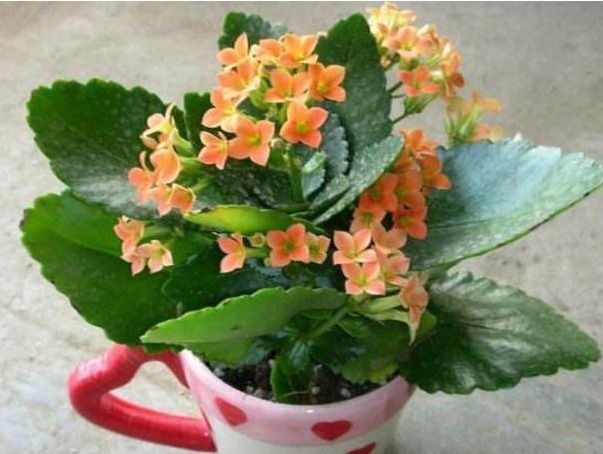 养长寿花巧用的几个小妙招,长寿花轻松爆盆,羡煞旁人