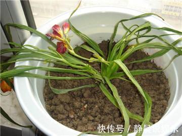 盆栽|一个塑料袋,救活你的失水兰花,一用一个准!