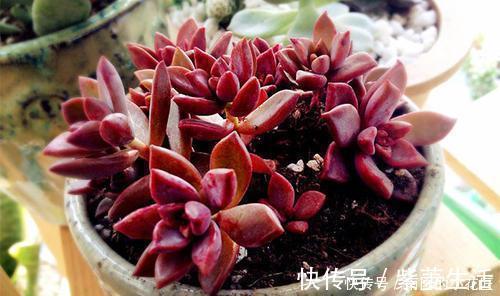 多肉容易摊大饼?教你几个小技巧,重新缀化,憋成群生肉墩子!