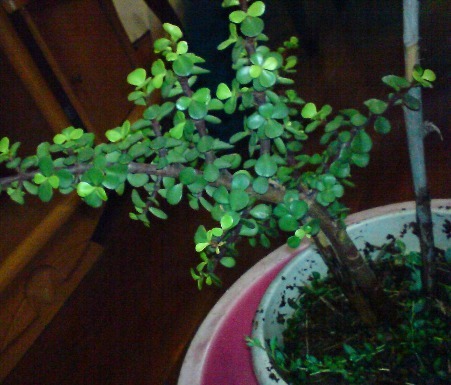 金枝玉叶爱“干净”，咔嚓来一刀，枝干壮、叶片厚，嗖嗖成老桩