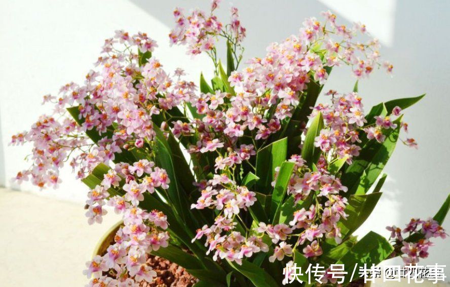 秋冬养盆“吉祥兰”，春节开花百朵！比国兰好度夏，新手也能养好