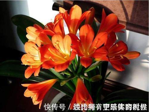 养兰2年的君子兰从未开花?学会浇水方法,长势旺开花美!