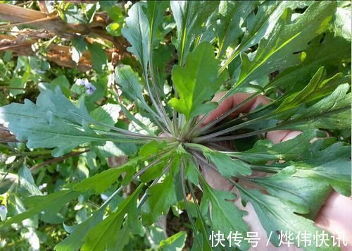 维生素c|会养生的人都会吃,常吃几种食物,排毒抗菌,滋补身体,谁吃谁好