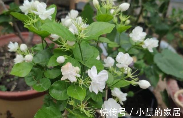 茉莉养殖注意事项,于北方盆栽,更值得多加小心