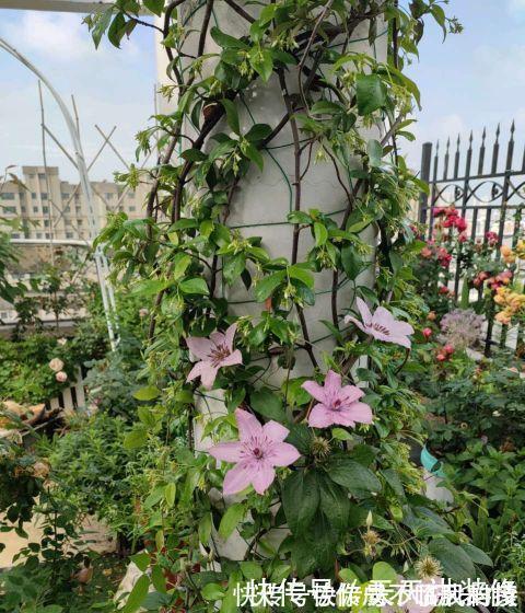 阳台庭院养上三种花，风景美如画，天天置身于花海里