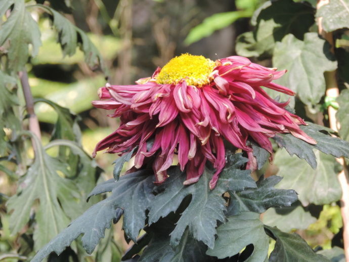 喜欢菊花,就养盆“盘龙系列菊花”盘龙托桂,红花金顶,别具风韵
