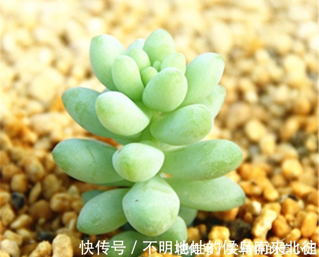 古诗|五首夏日古诗,每一首都妙趣横生,看看哪一首让你心动