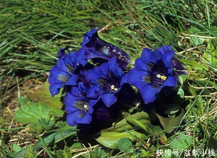 若去野外爬山，见到此植物，别犹豫，摘下来带回家