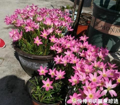 枯萎|3种花不种就亏了，种1次年年都开花，耐寒又好养，开花非常美！