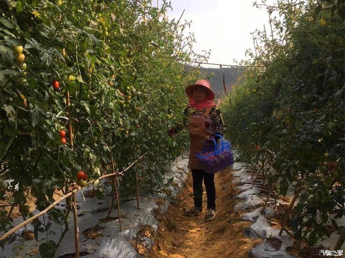 自驾奇骏观赏初春油菜花，采摘小番茄