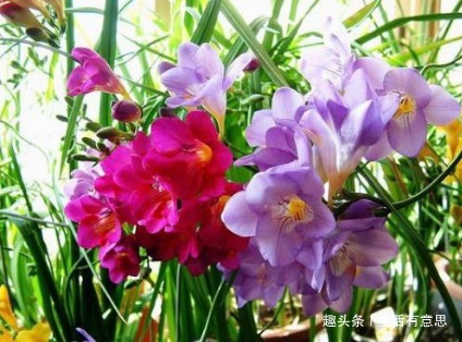 大花小苍兰，新人首选，懒人养花法适用，一年几次开花爆盆不误