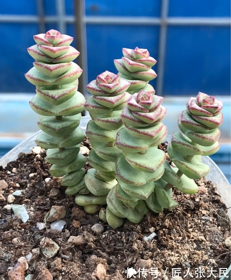 钱串子|19种多肉,花市买来像白捡,离流行趋势更近了