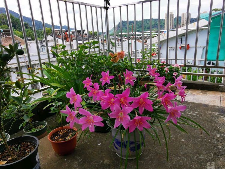 喜欢牡丹,不如养盆“玫瑰珍品”宠爱小姐,花开靓丽,极为少见!