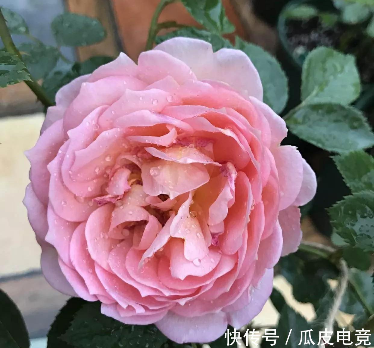 月季总是黄叶,没生机,原因都在这里,看看你属于哪一个