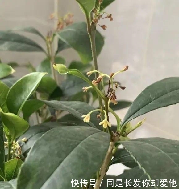 桂花结果子，“活久见”，邻居家养的桂花，结了很多小绿果子