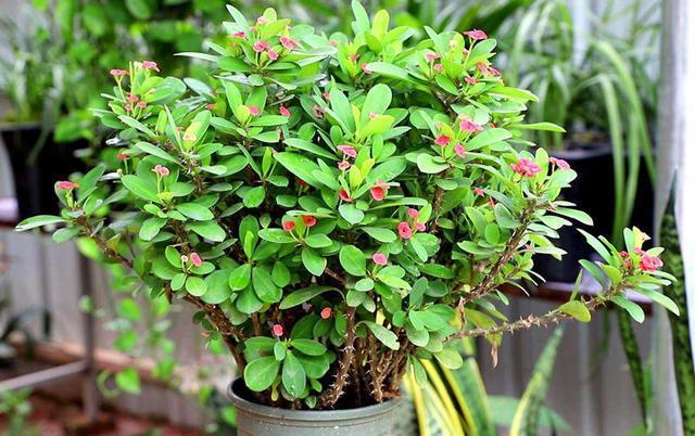 别看虎刺梅浑身刺,但易成活花量大,养好了能开到秋天