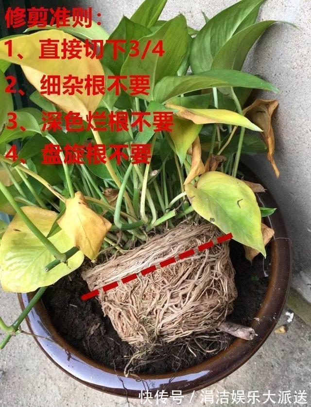 自制1种“混合土”，君子兰、绿萝最喜欢，1分钱不花，根旺叶绿