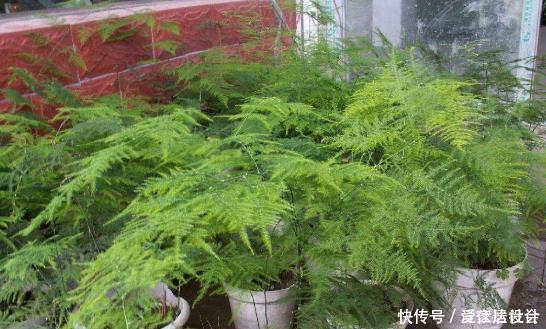 爆盆|文竹养护“小窍门”，几个细节做到位，叶子不黄不干，油绿爆盆