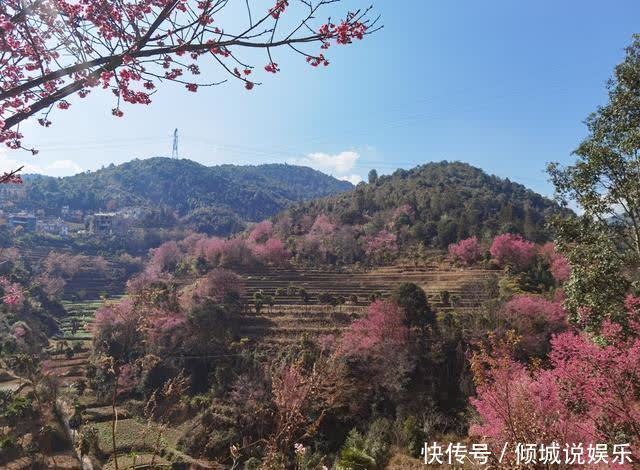 风吹樱花谷 樱落哈尼村寨