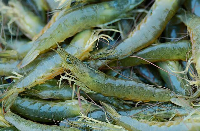 白灼|基围虾别就知道白灼！这么做，细嫩又入味，吃比炸的还香